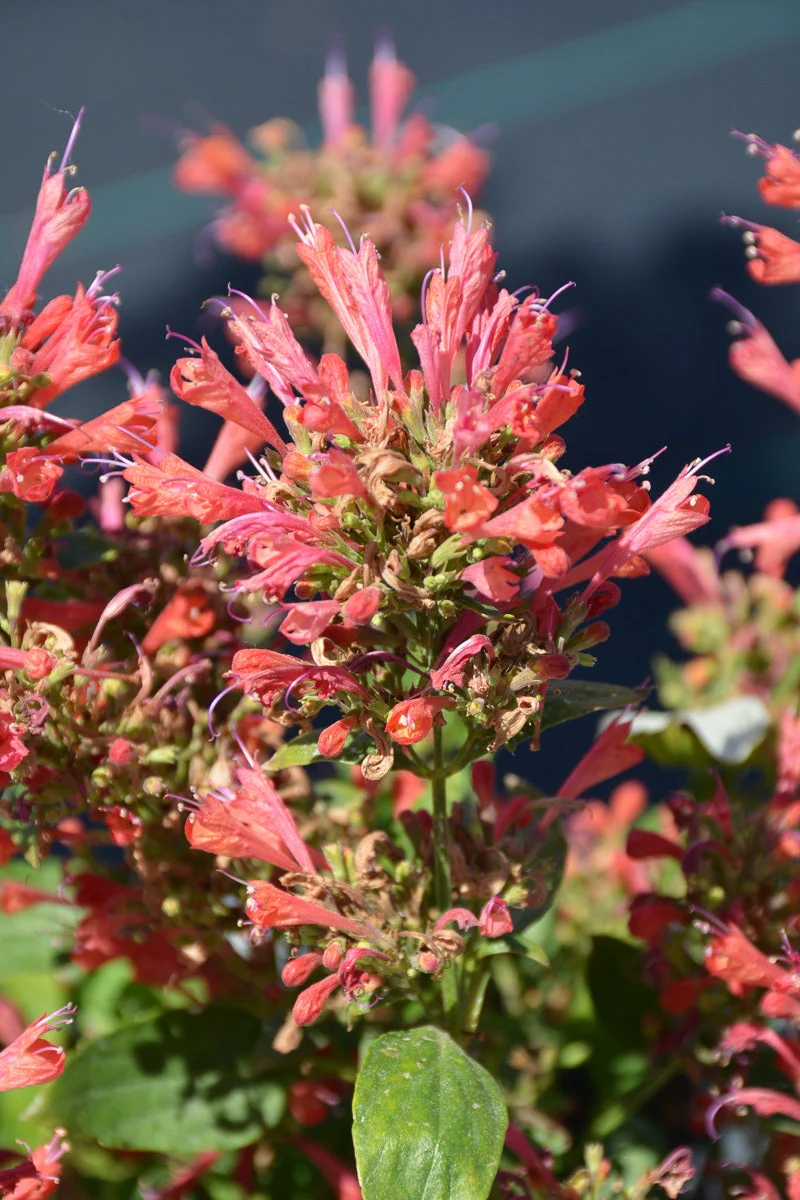 Agastache, Kudos Red