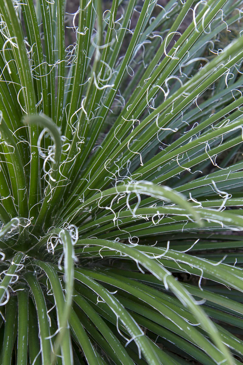 Agave, Gemini 5G