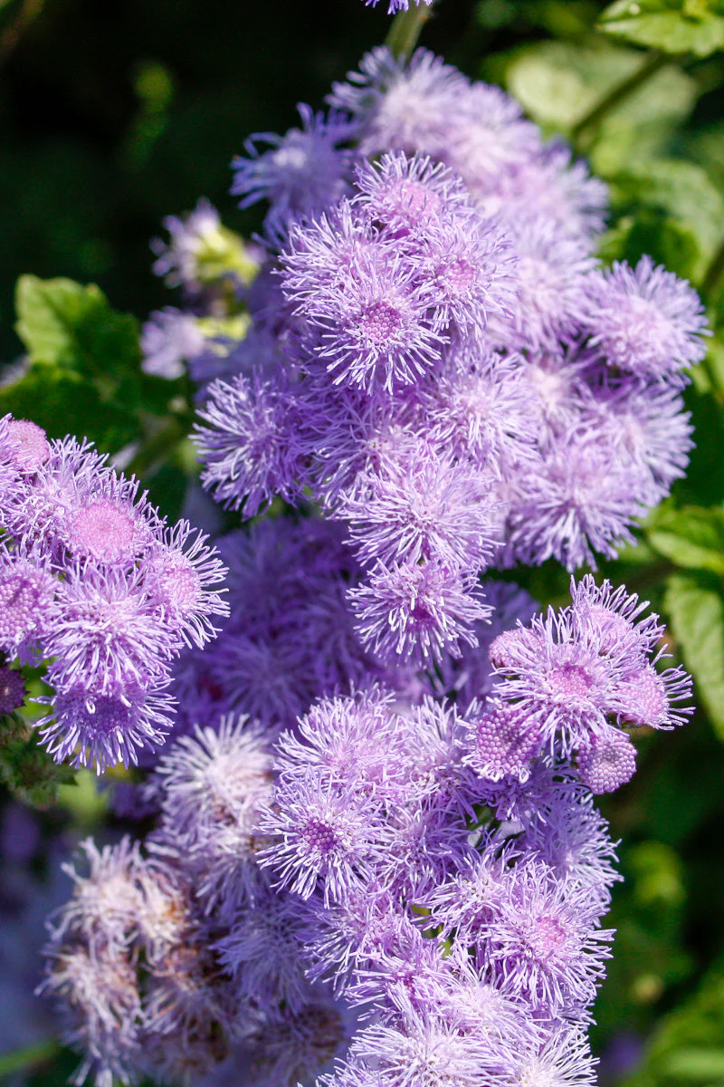 Ageratum, Blue Horizon