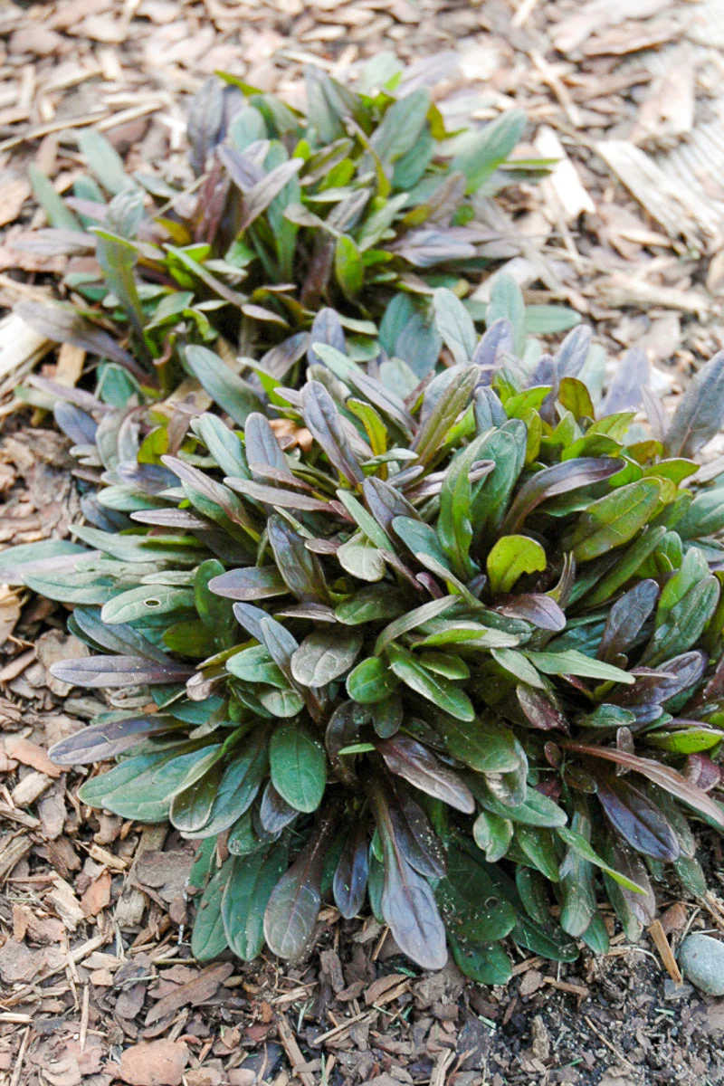 Ajuga, Chocolate Chip
