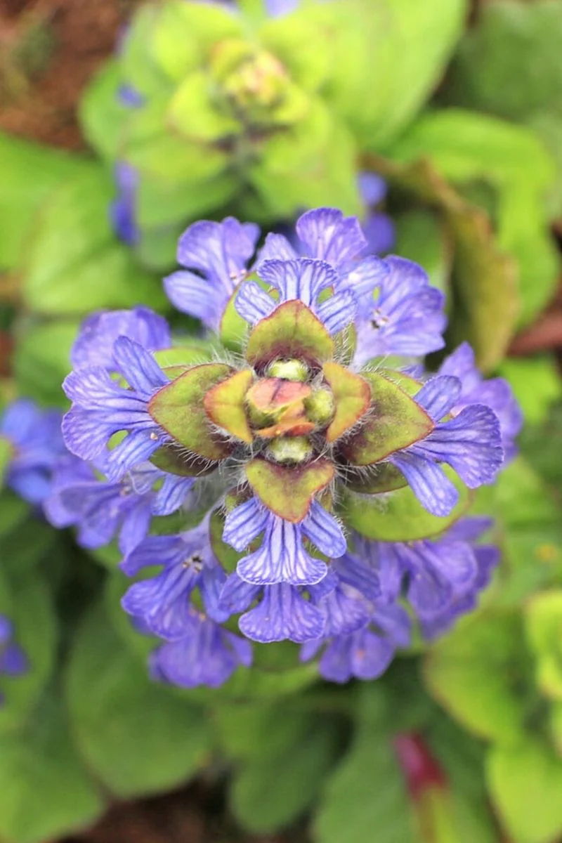 Ajuga, Tropical Toucan