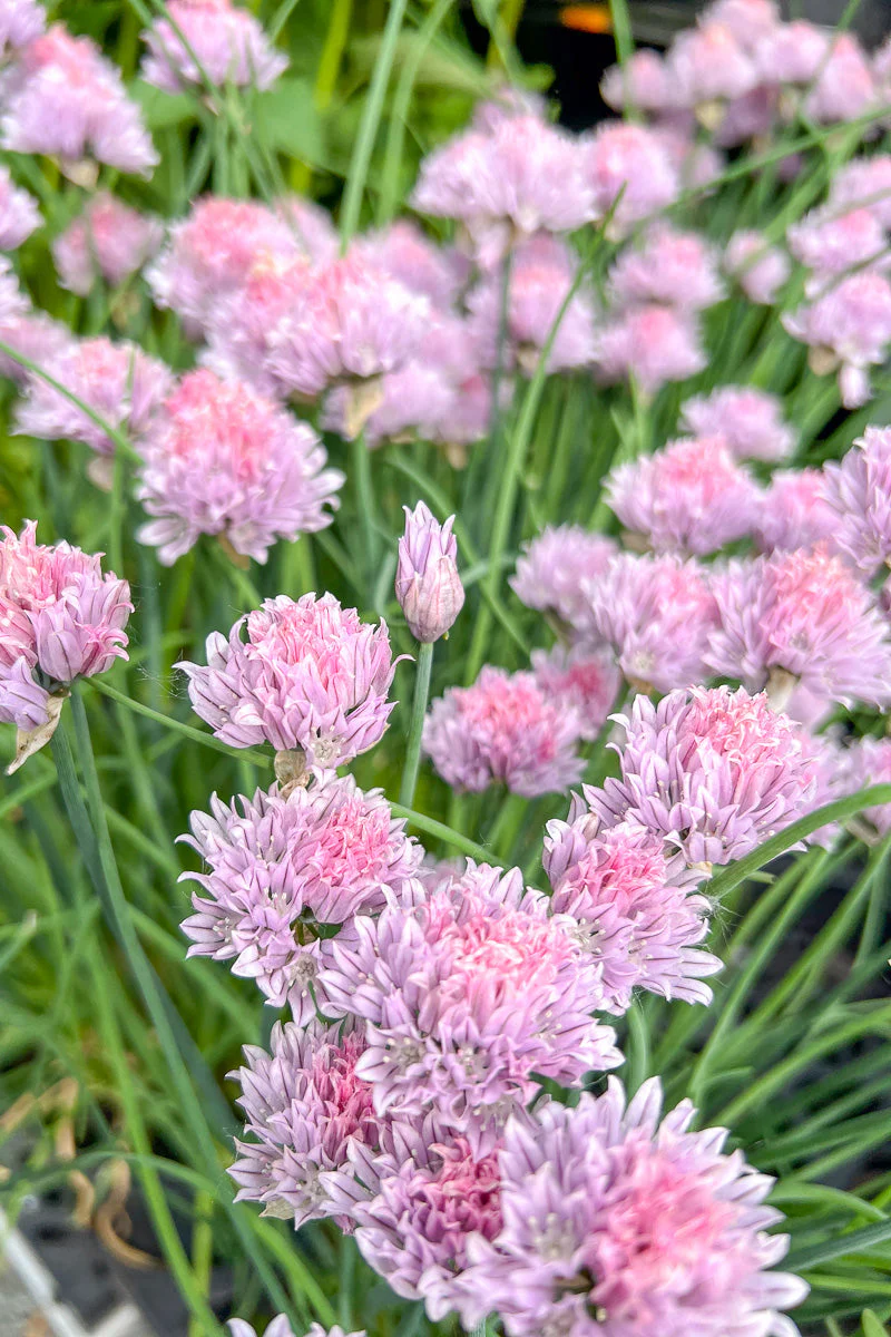 Allium, Curly Mauve