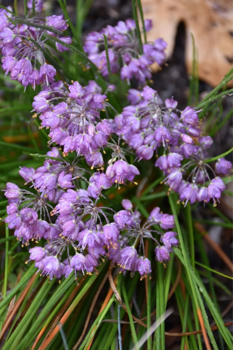 Allium, Ozawa