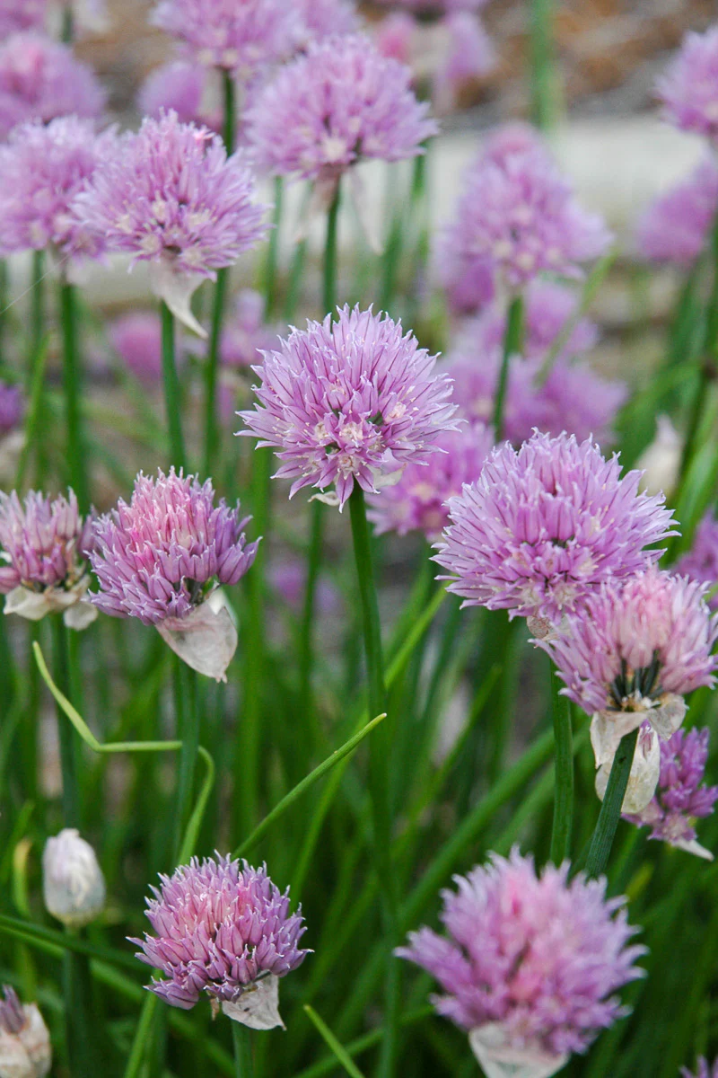 Allium, Purple One