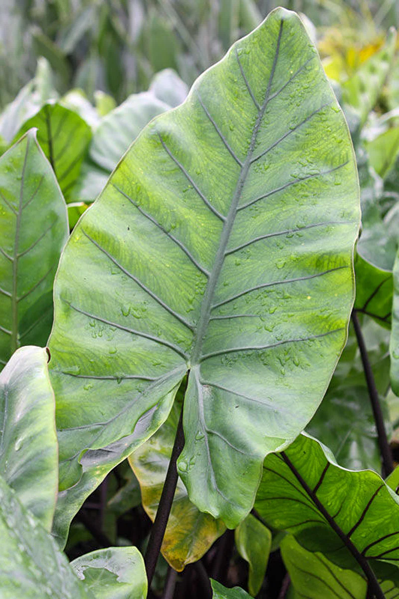 Alocasia, Black Stem - Image 2