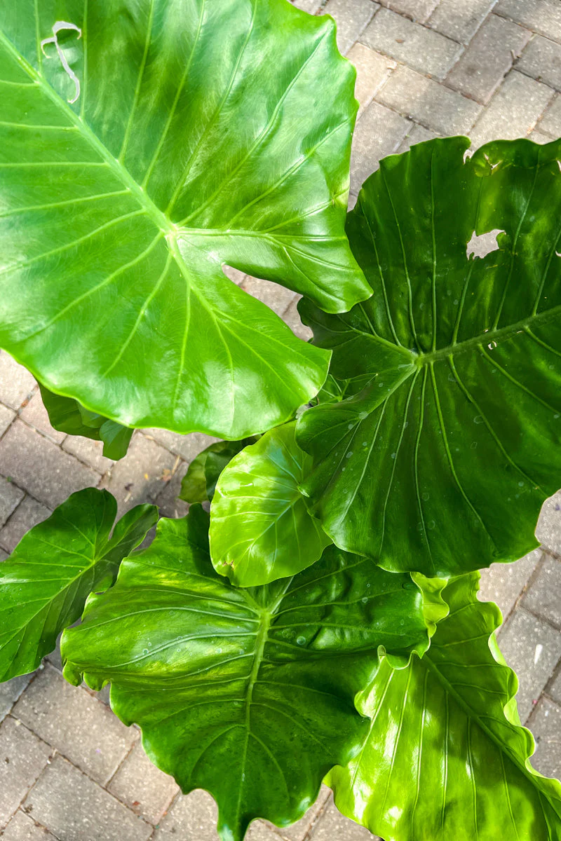 Alocasia, Calidora Green - Image 2