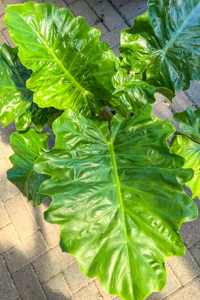 Alocasia, Low Rider Green