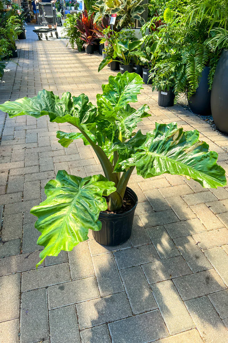 Alocasia, Low Rider Green - Image 2