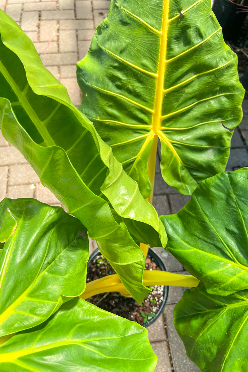 Alocasia, Lutea 10" - Image 2