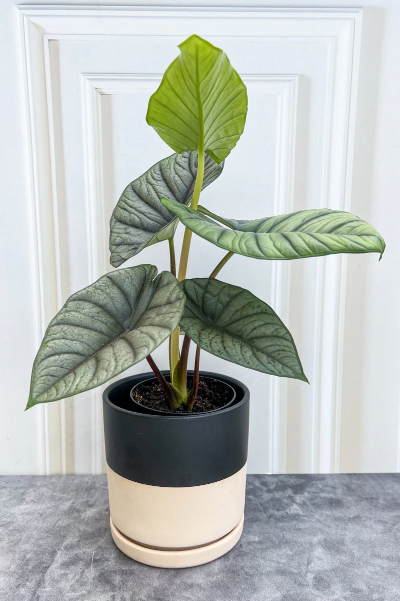 Alocasia, Reginae 4" - Image 2