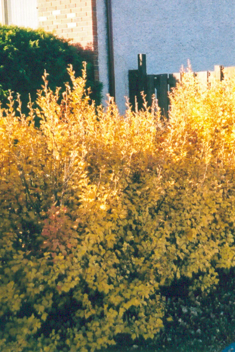 Alpine Currant - Image 2