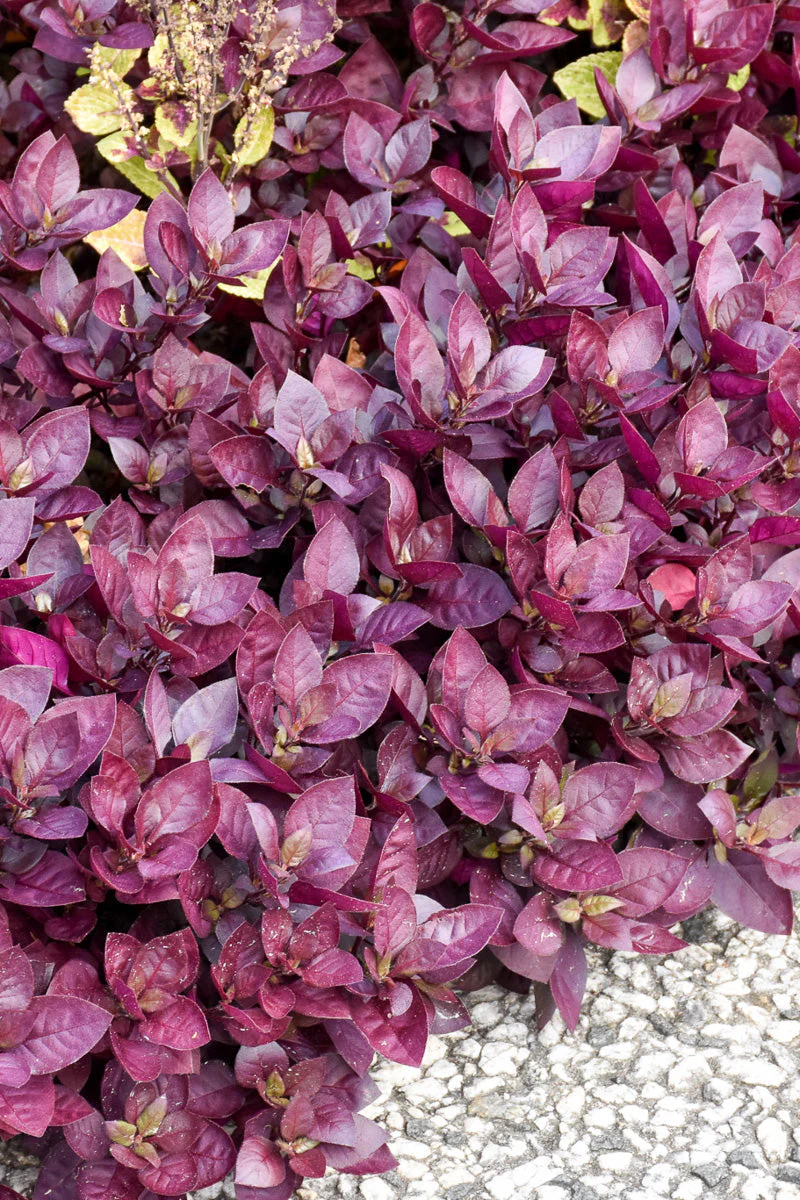 Alternanthera, Purple Prince