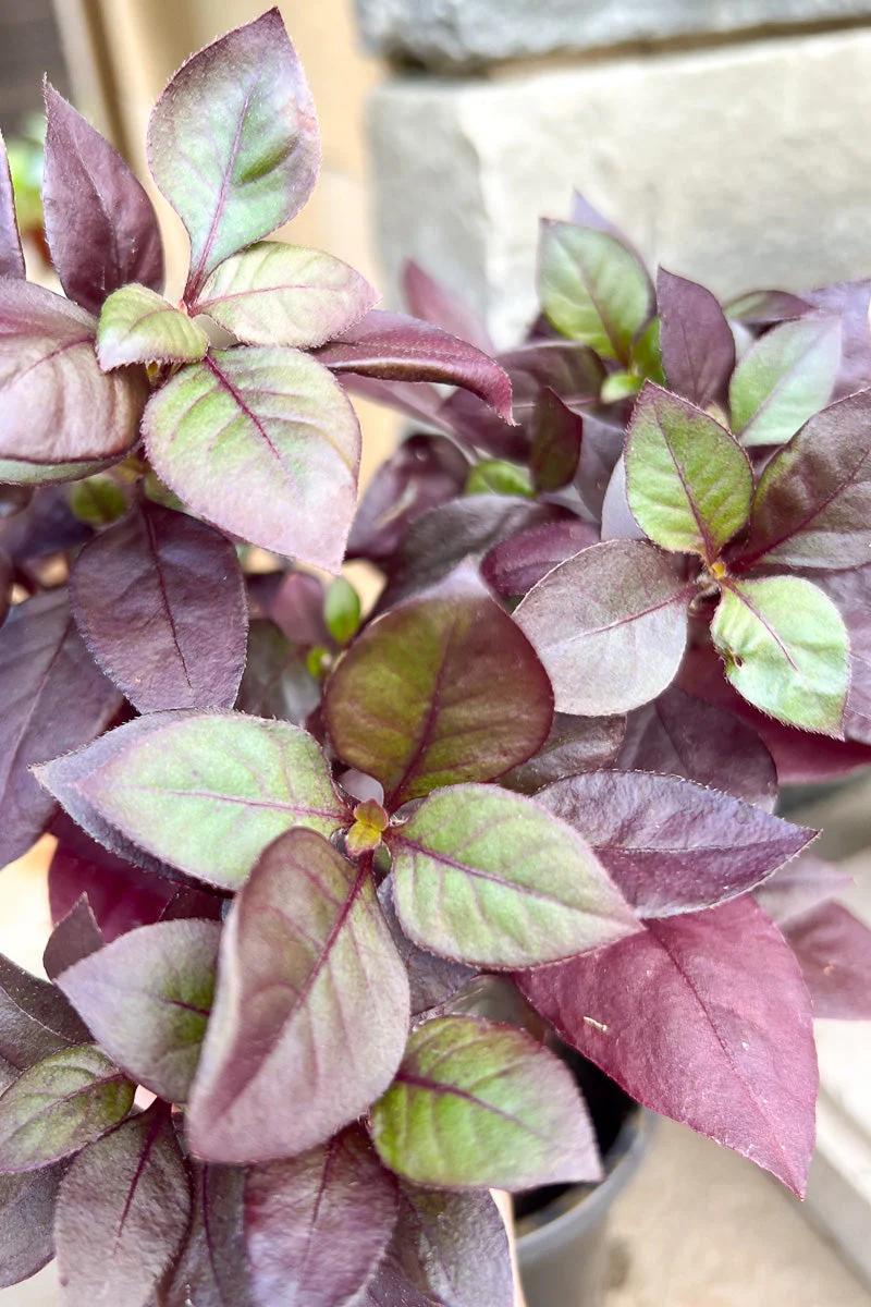Alternanthera, Purple Prince - Image 3