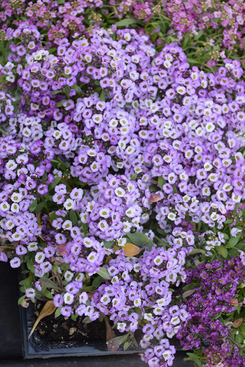 Alyssum, Clear Crystal Lavender Shades 4"