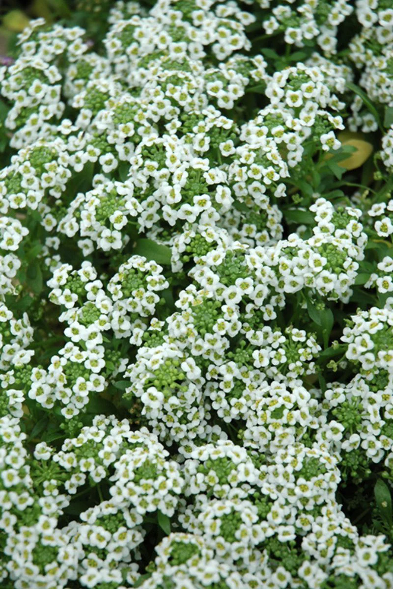 Alyssum, Clear Crystal White