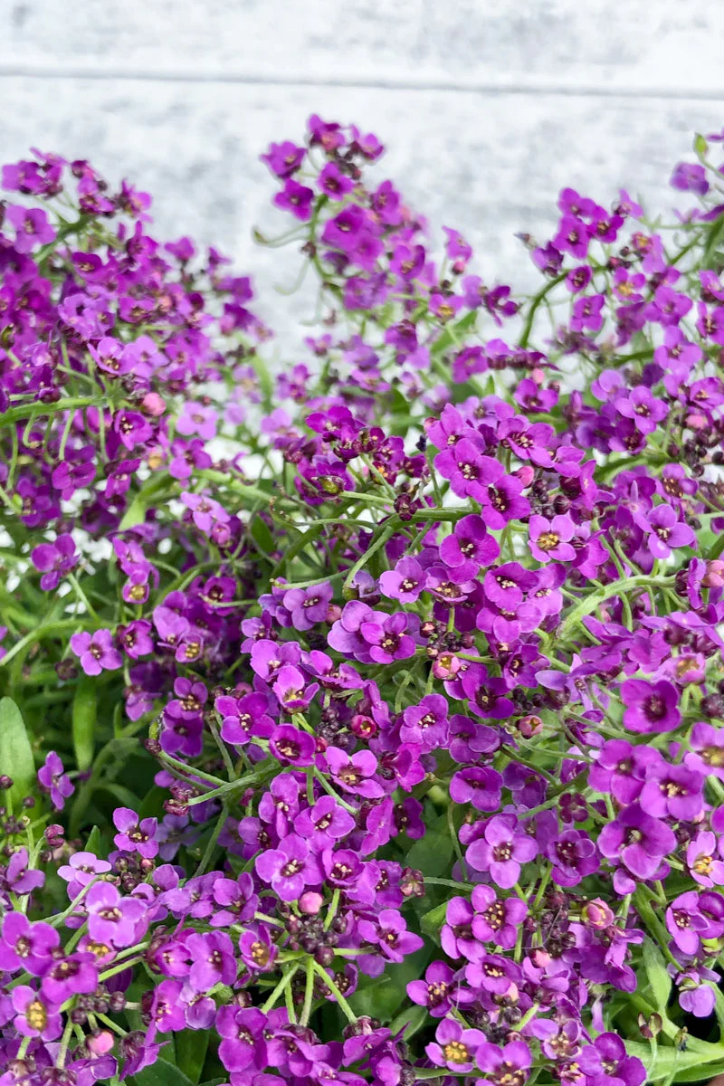 Alyssum, Wonderland Blue