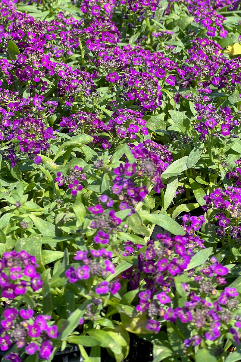 Alyssum, Wonderland Deep Purple