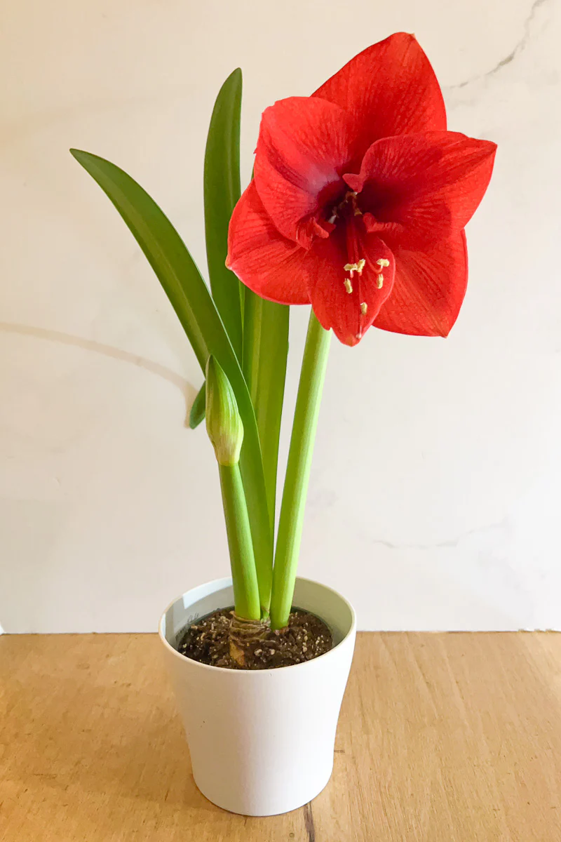 Amaryllis, 2 stem Double Red 6"