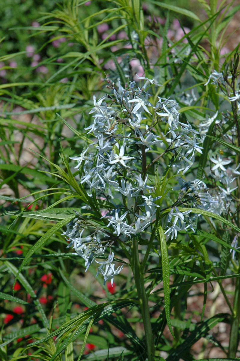 Amsonia, Halfway To Arkansas