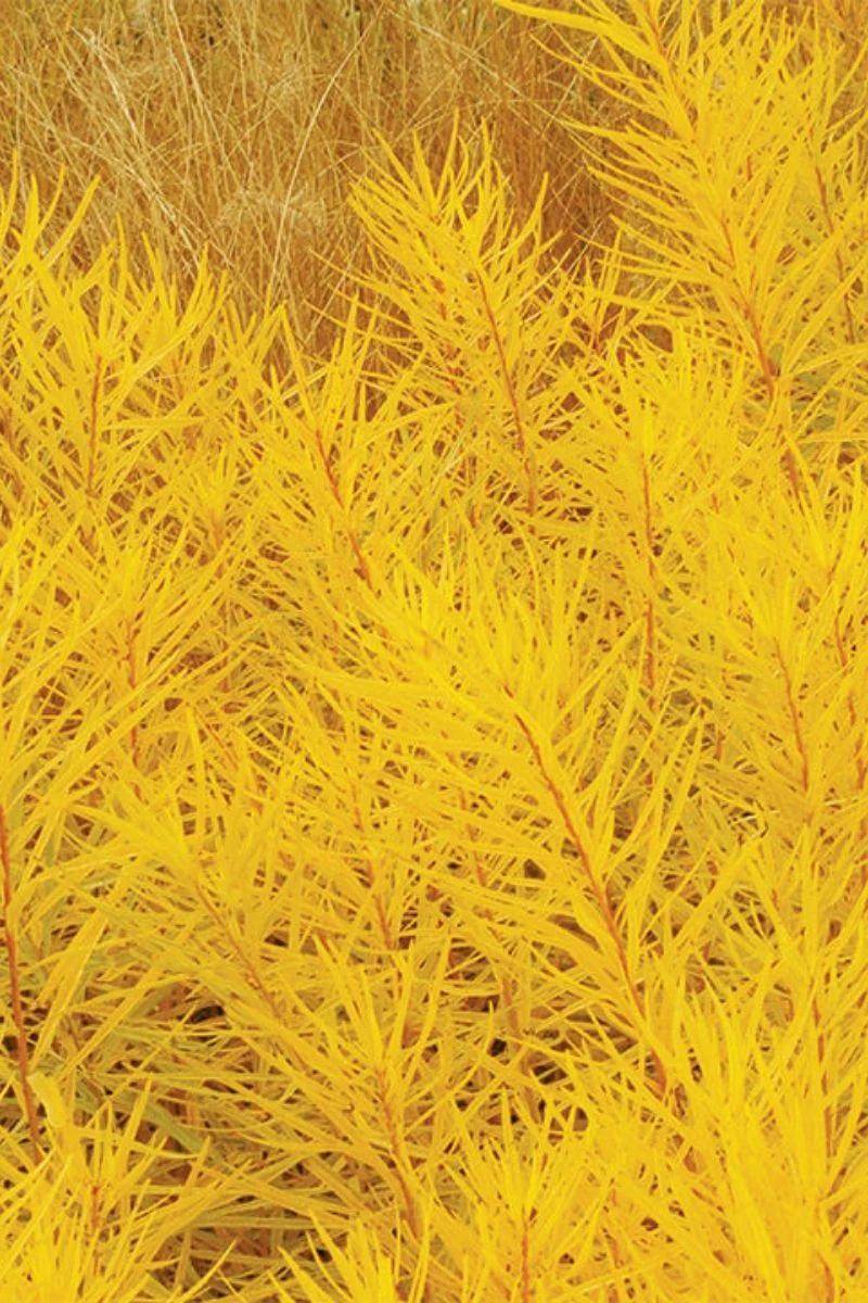 Amsonia, Lemon Drop