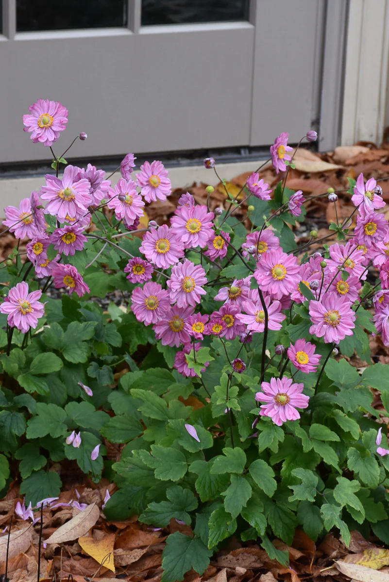 Anemone, Pamina - Image 2