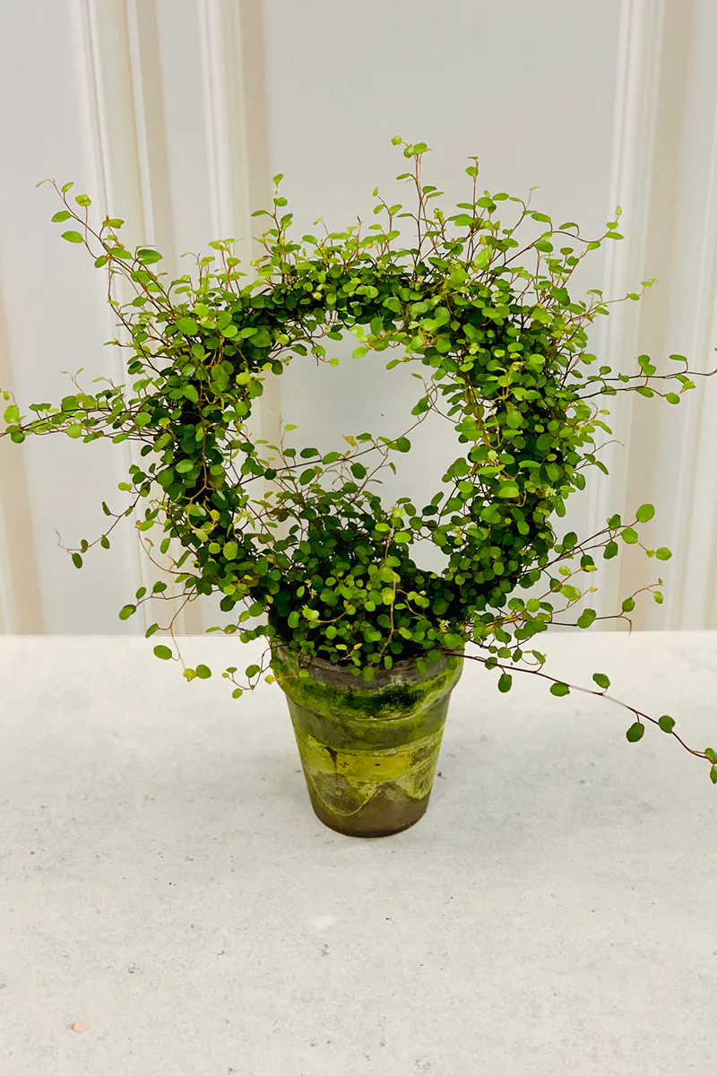 Angel Vine Ring, 4" Grey Clay Pot
