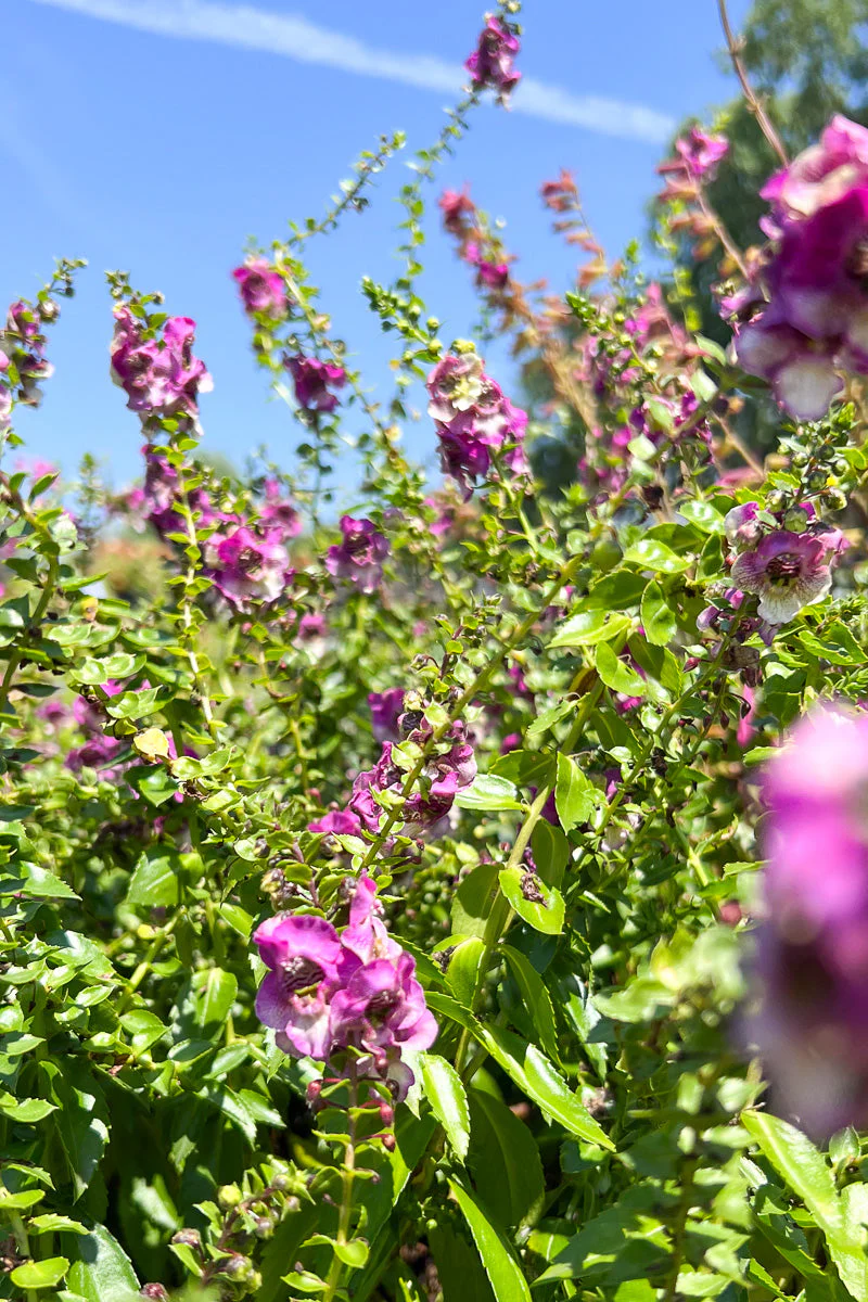 Angelonia, Purple Bicolor