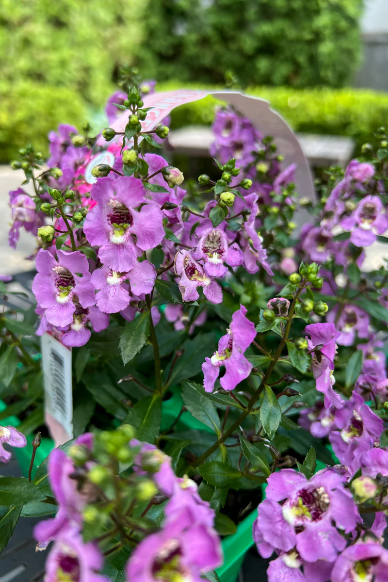 Angelonia, Pink Flat