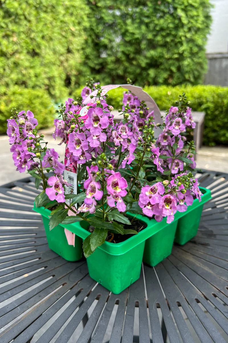 Angelonia, Pink Flat - Image 2