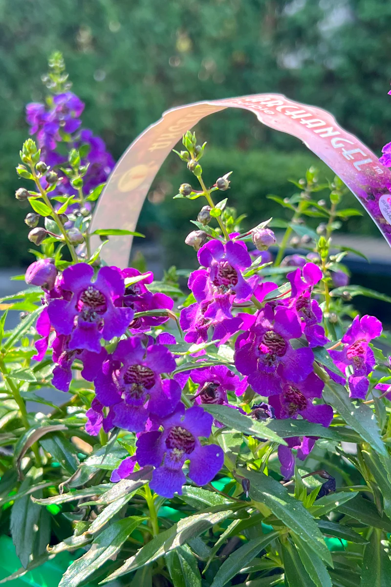 Angelonia, Purple Flat - Image 2