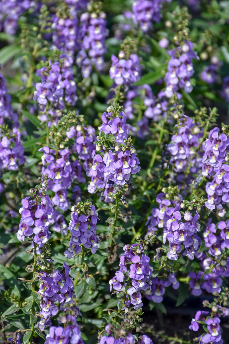 Angelonia, Serenita Sky Blue