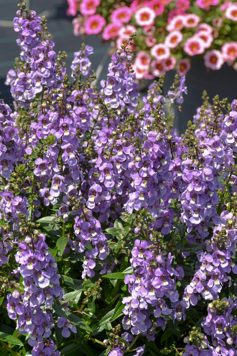 Angelonia, Serenita Sky Blue - Image 2