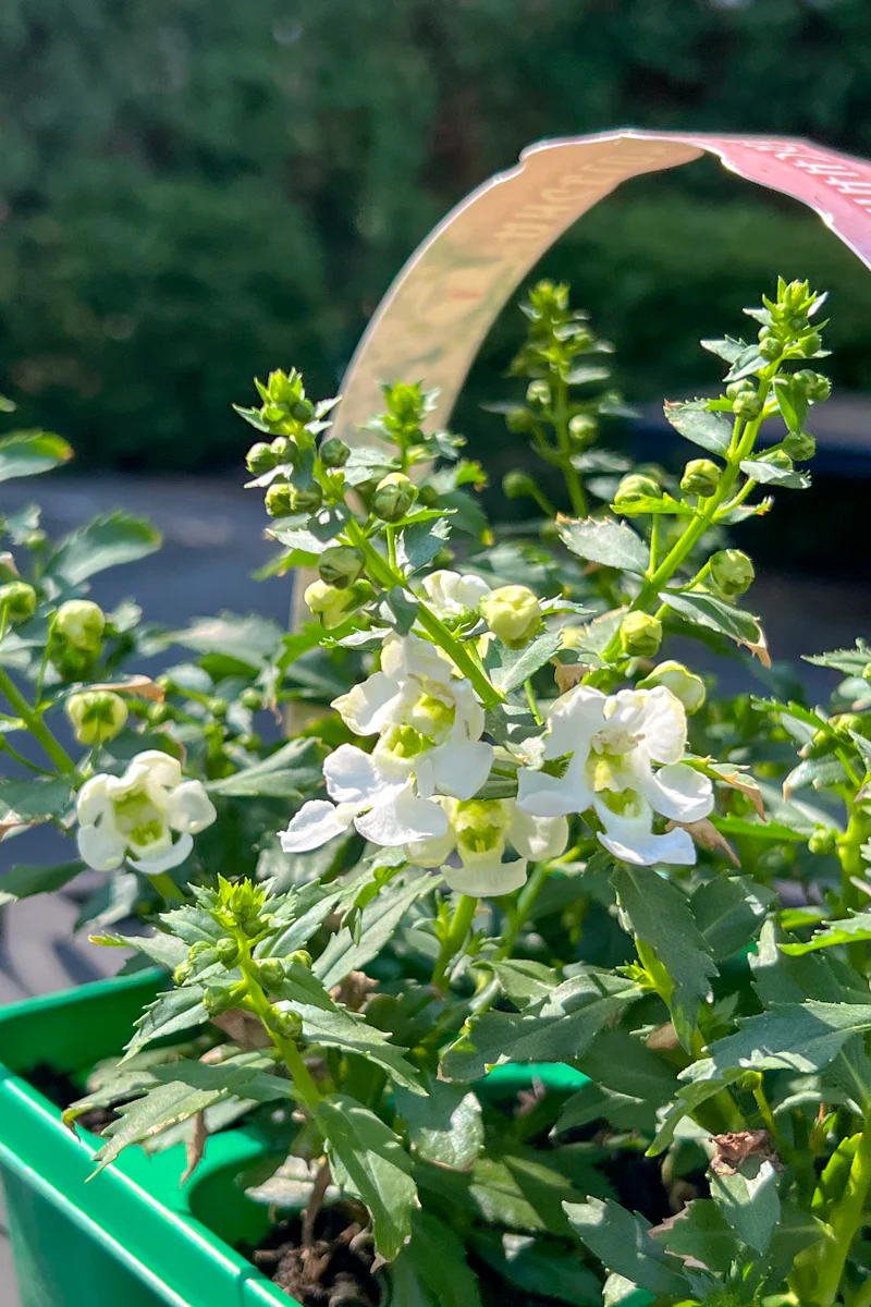 Angelonia, White
