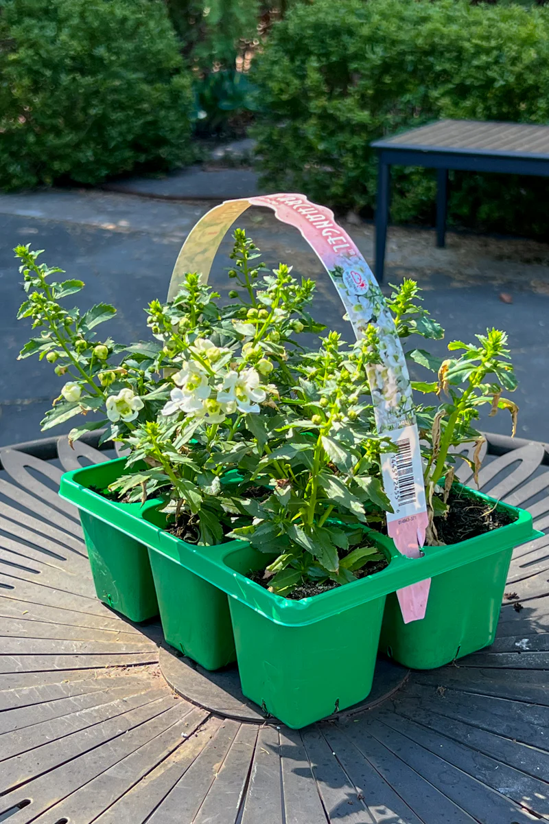 Angelonia, White - Image 2