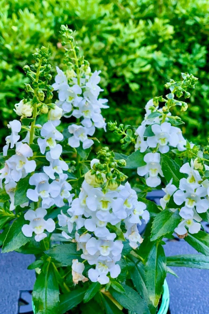 Angelonia, Angelface White - Image 2
