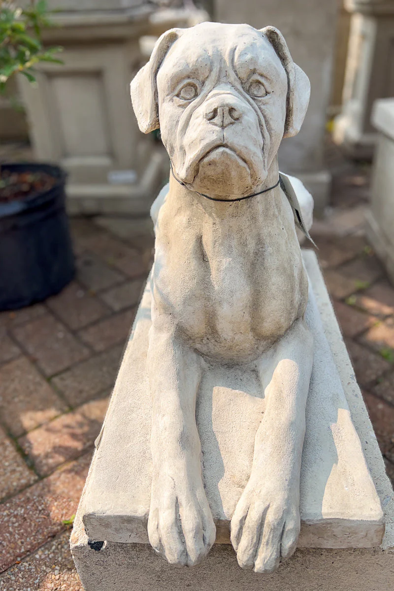 Campania Boxer Dog Statue GS Finish - Image 2