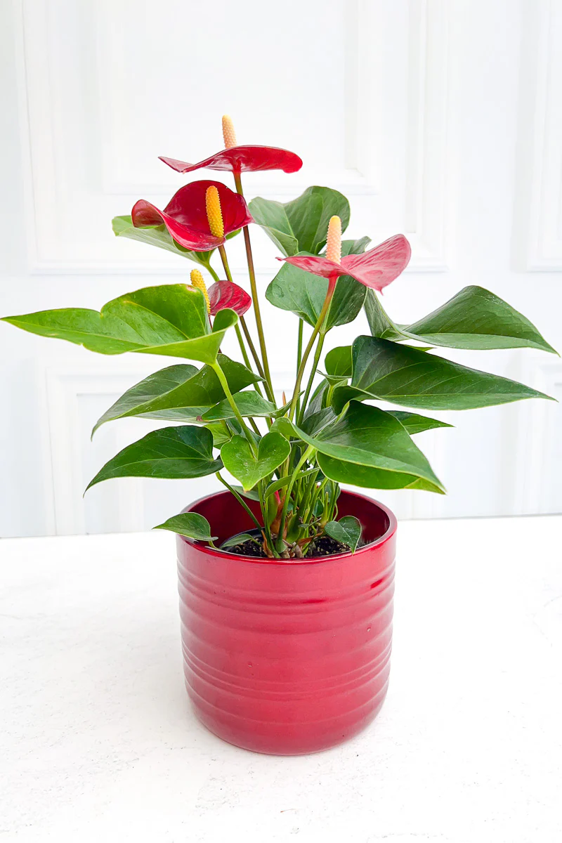 Anthurium, Species Red 4" - Image 2