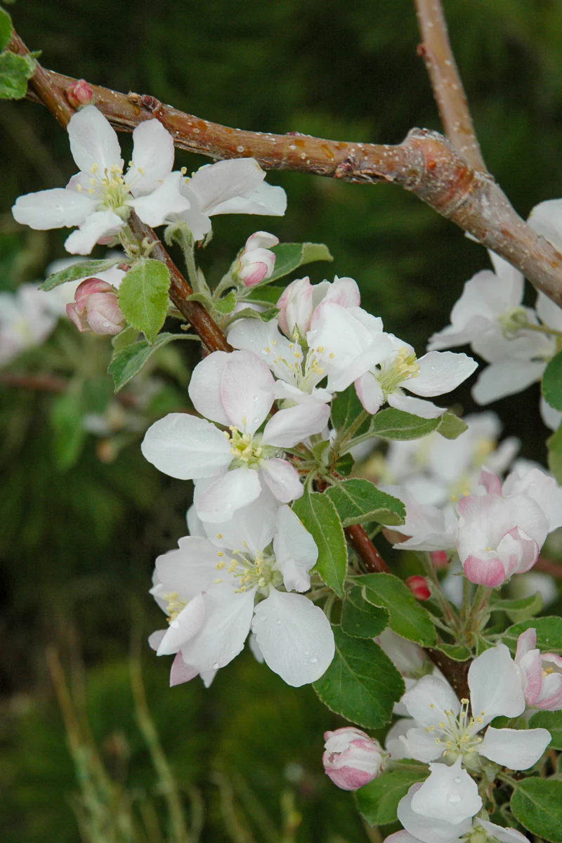 Fruit, Apple Pink Lady