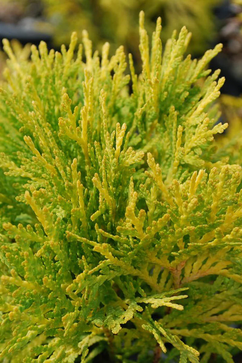Arborvitae, Amber Glow (Jantar) - Image 2