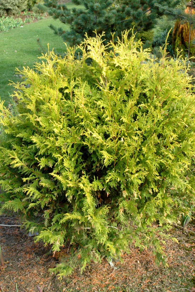 Arborvitae, Golden Globe