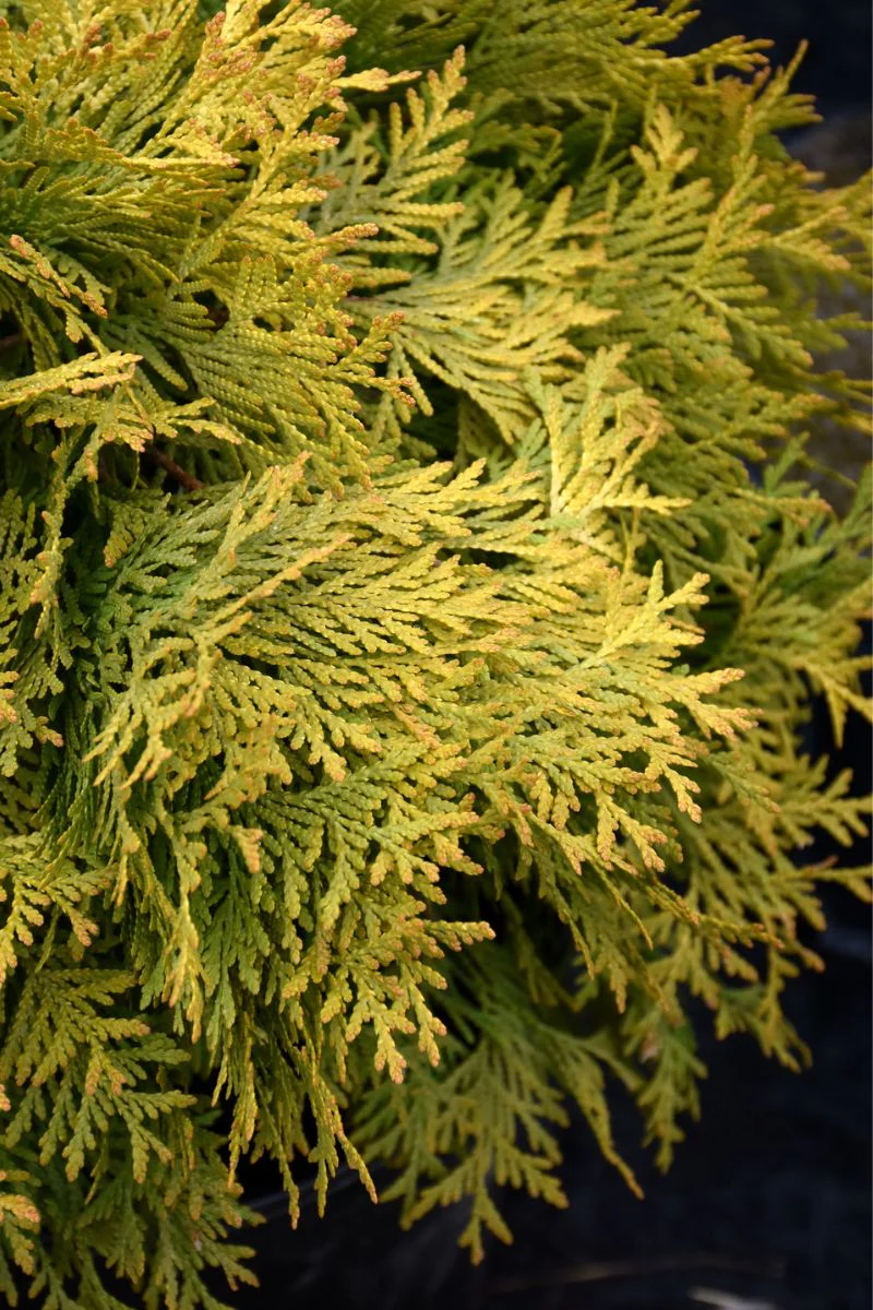 Arborvitae, Golden Globe - Image 2