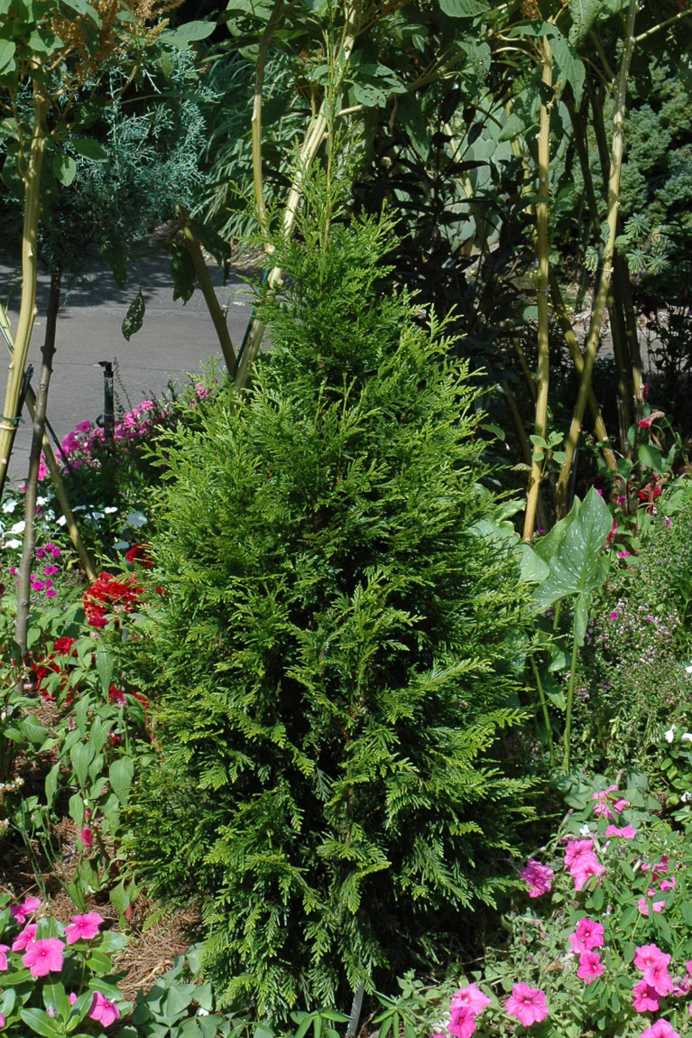 Arborvitae, Steeple Chase - Image 2