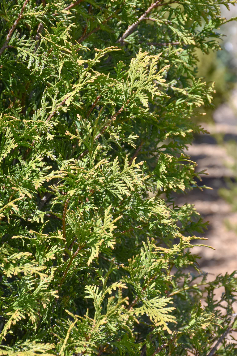 Arborvitae, Steeple Chase - Image 3