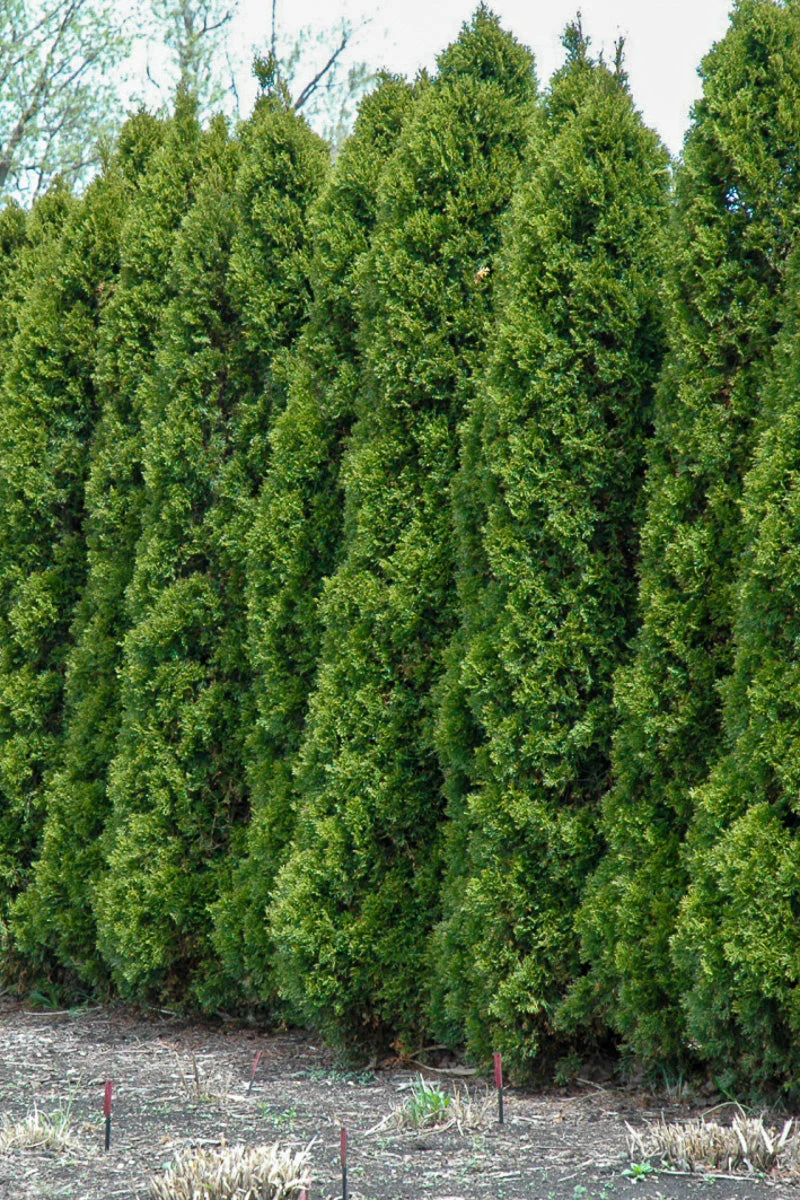 Arborvitae, Wintergreen