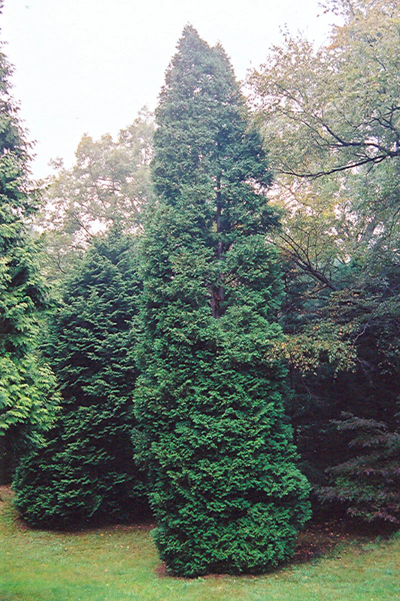 Arborvitae, Wintergreen - Image 2