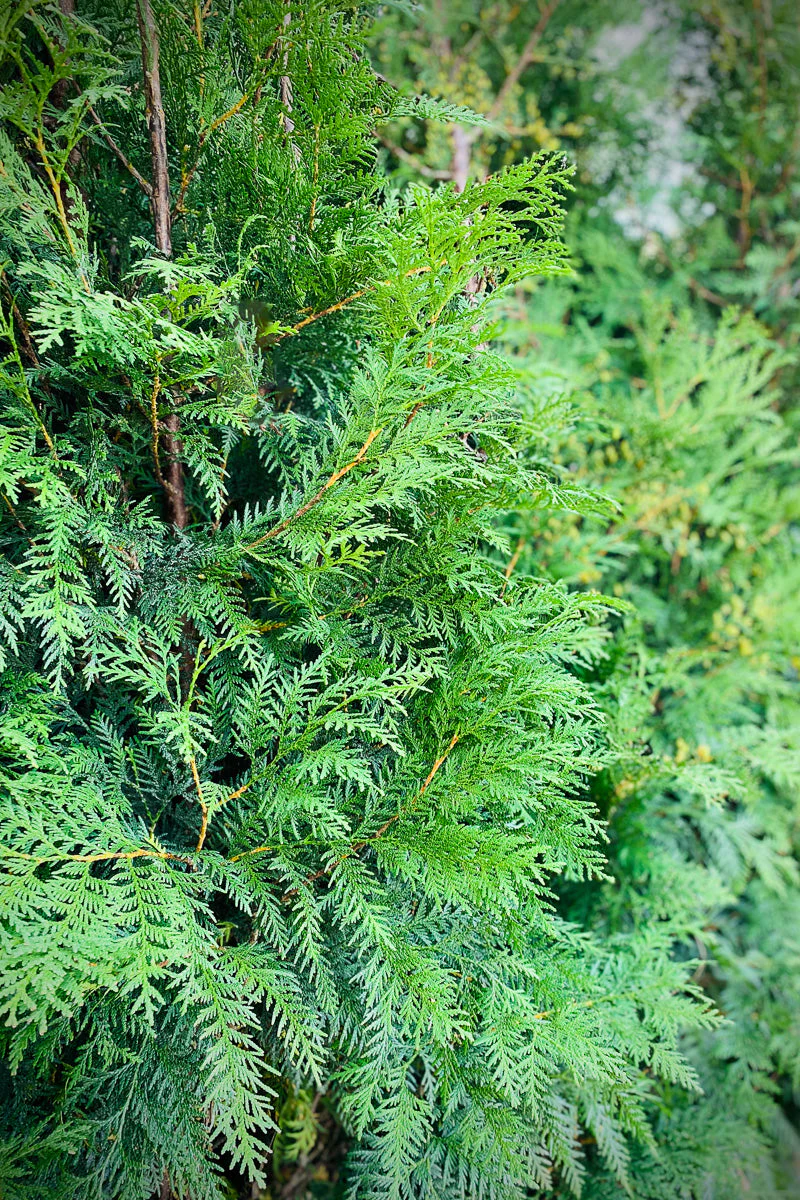Arborvitae, Wintergreen - Image 3