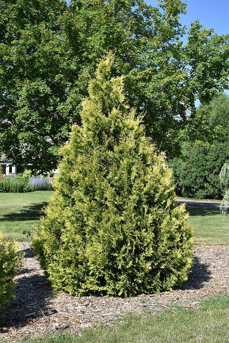 Arborvitae, Yellow Ribbon