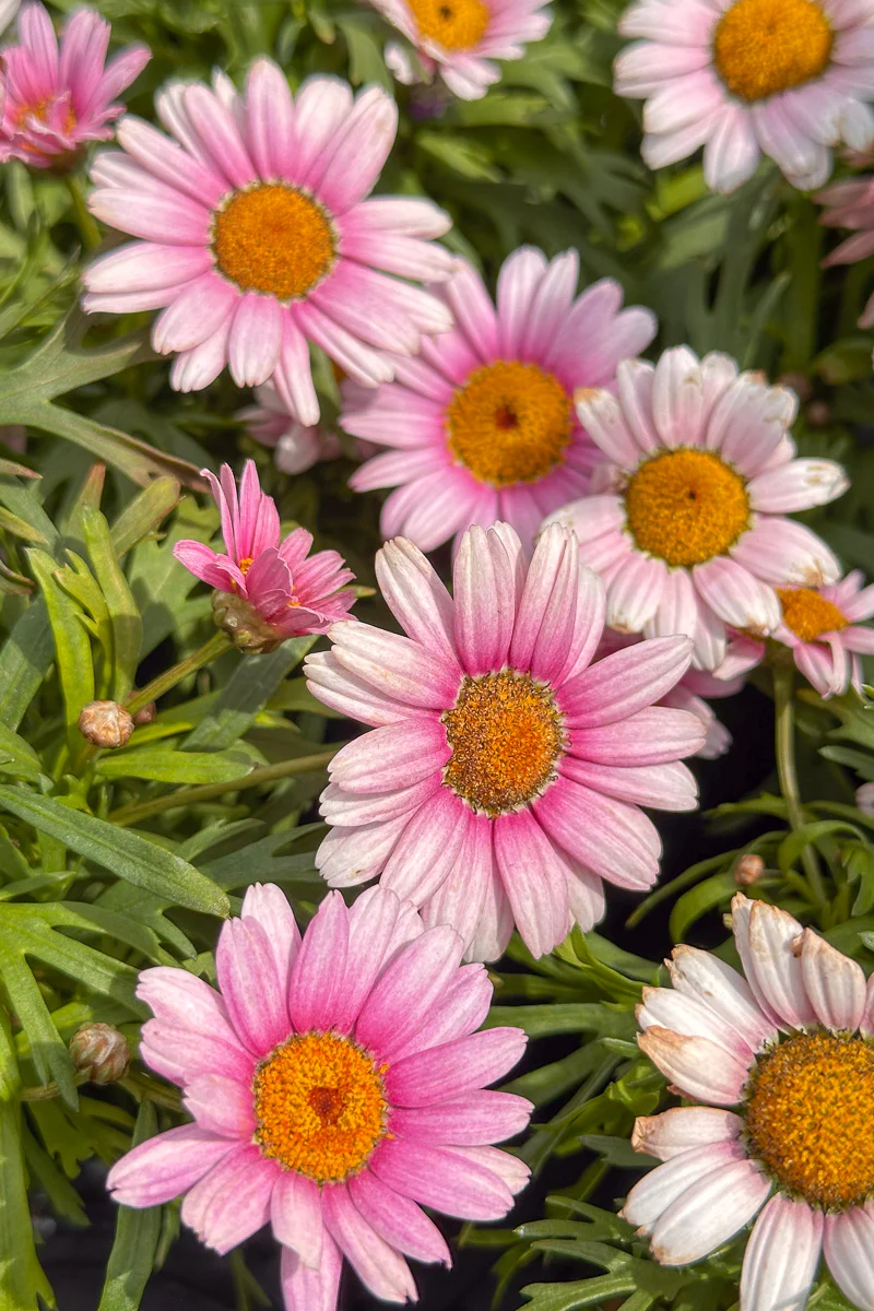 Argyranthemum, Lollies Marshmallow