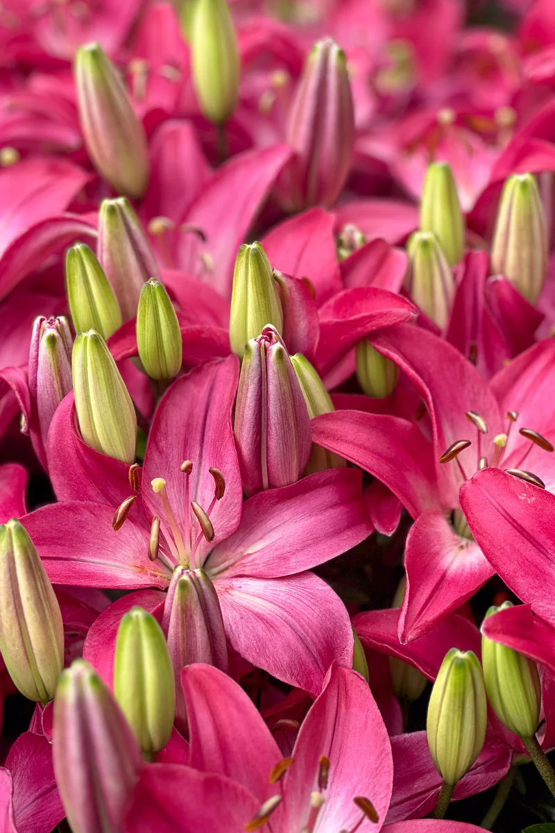 Asiatic Lily, Looks Tiny Diamond