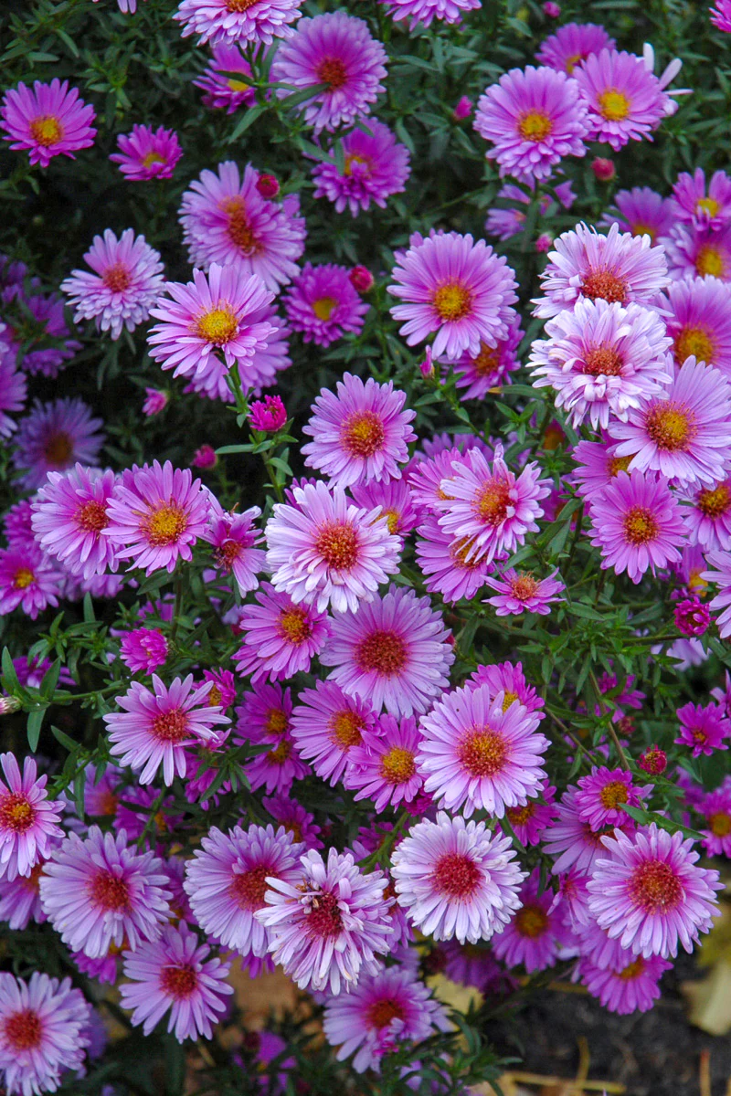 Aster, Purple Dome 4"
